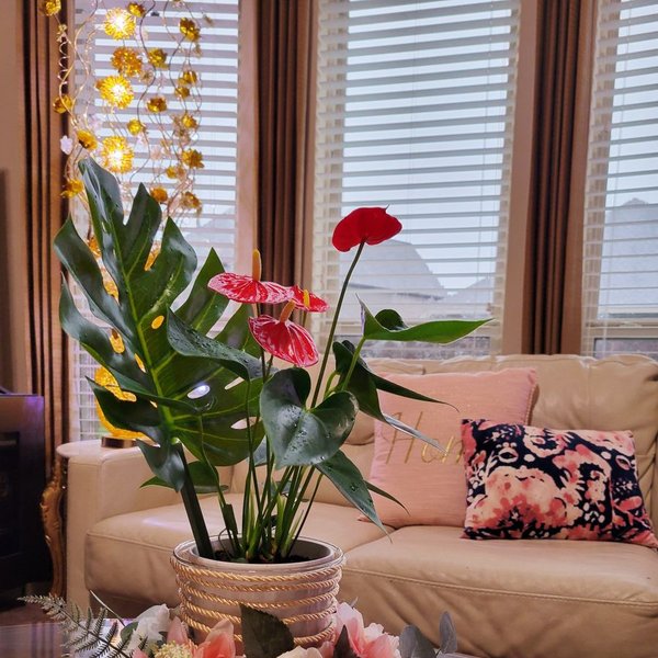 Instagram post of Casa Linda 🛋️