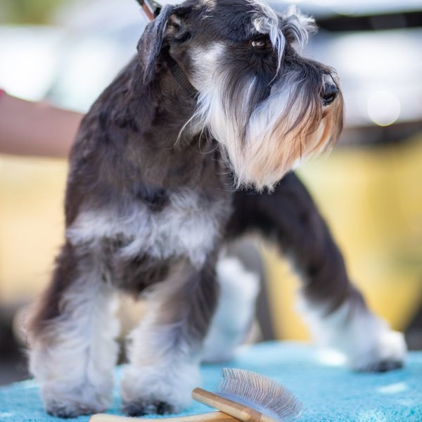 Profile photo of petshop.huella