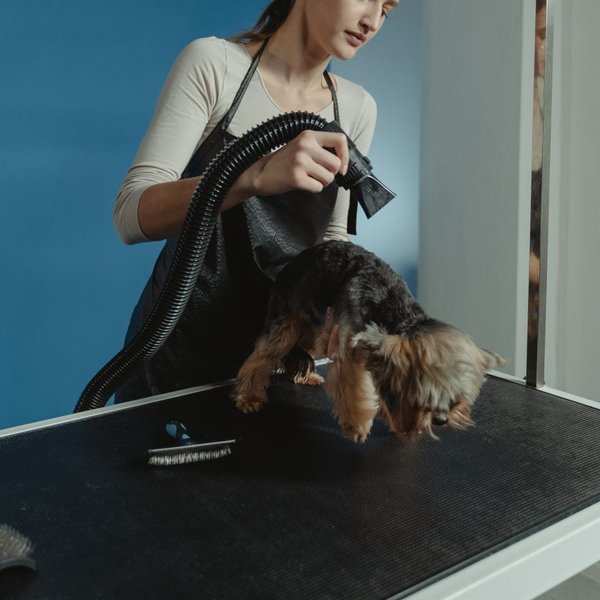 Instagram post of Pet Shop Huella 🐶